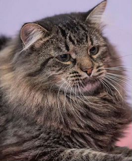 Кайчик сладкий мальчик)