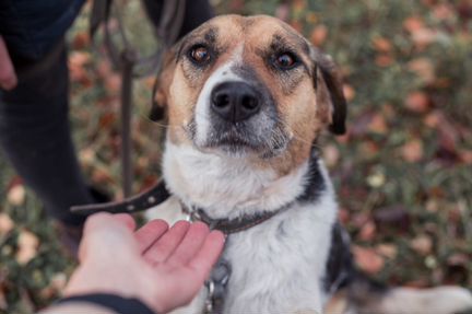 Отличная охранница и друг