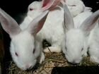 Кролики калифорнийской породы объявление продам