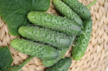 Семена огурцов оптом - Огурец Моцарт F1