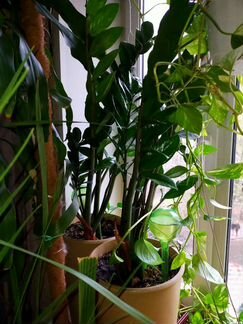 Замиокулькас. Комнатные растения