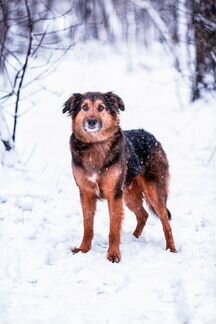Джони в поиске новых хозяев