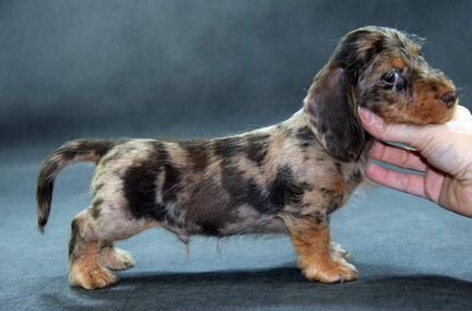 Вязка кроличьей жёсткошерстной таксы