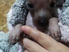 Маленькая собака щенок Мексиканская голая