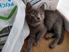 Котята русская голубая, фенотип объявление продам
