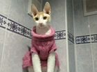 Кошка Сонечка сфинкс 1,5 года. Стерелизованная, бе