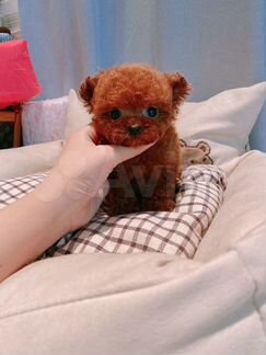 Teacup Teddy poodle Salon в продаже микро девочка