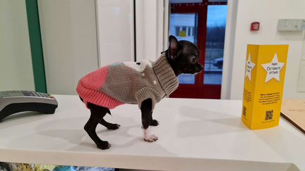 Свитер для чихуахуа