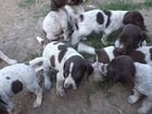 Продам щенков охотничей собаки породы Курцхаар