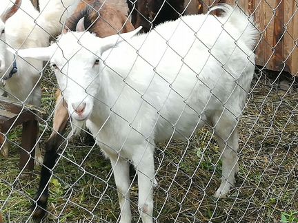 Козочки от дойных коз. Козы на мясо - фотография № 5