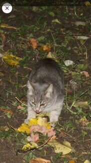 Котёнок Павлуша, 3 мес