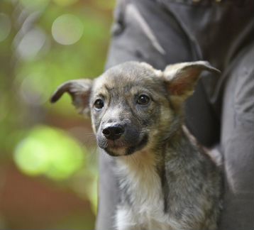 Щенок, мальчик. Маленькая собачка в кварти