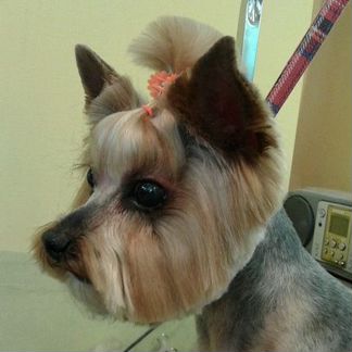 Стрижка собак (груминг)