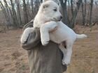 Среднеазиатская овчарка алабай щенки объявление продам