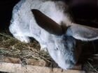 Кролики мясные объявление продам