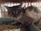 Тайская кошка. Дом или передержка для социализации