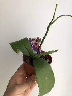 Орхидея фаленопсис мини