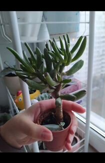 Крассула коралл