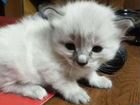 Тайский котенок бесплатно