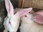 Кролики порода Хиколь объявление продам