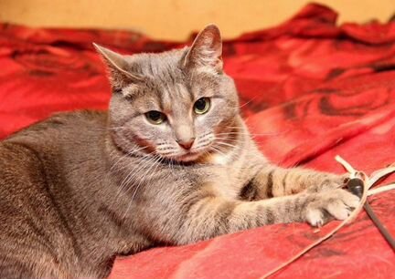 Кошка в дар, стерилизована и привита