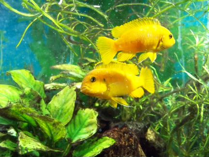 Саулози Коралл saulosi coral