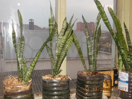 Растение Сансевиерия 
