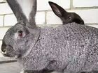 Кролики-разных пород
