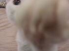 Белая кошка 2,5 месяца, очень ласковая, игривая, х объявление продам