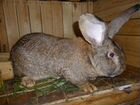Кролики Фландр объявление продам