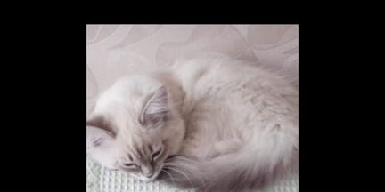 Невский маскарадный котёнок, девочка - 2 месяца