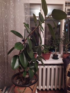 Фикус Эластика