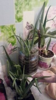 Столетник лечебный