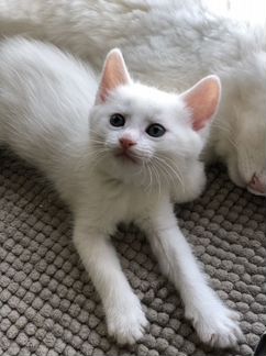 Белые котята «дворянской» породы