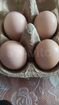 Инкубационное яйцо серебристого фазана объявление продам