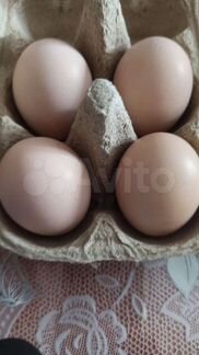 Инкубационное яйцо серебристого фазана