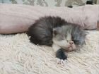 Персидский котенок, девочка объявление продам