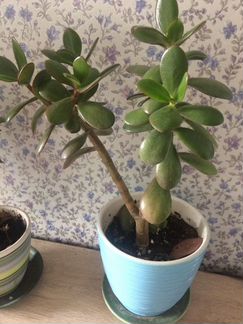 Денежное дерево.ном.4