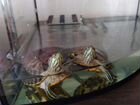 Морские черепахи с аквариумом объявление продам