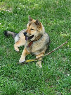 Собака. Все девочки. Возраст 6 недель, приучены к