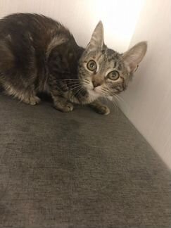 Котенок Ляля лесного окраса в дар