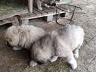 Щенки Кавказкой овчарки объявление продам