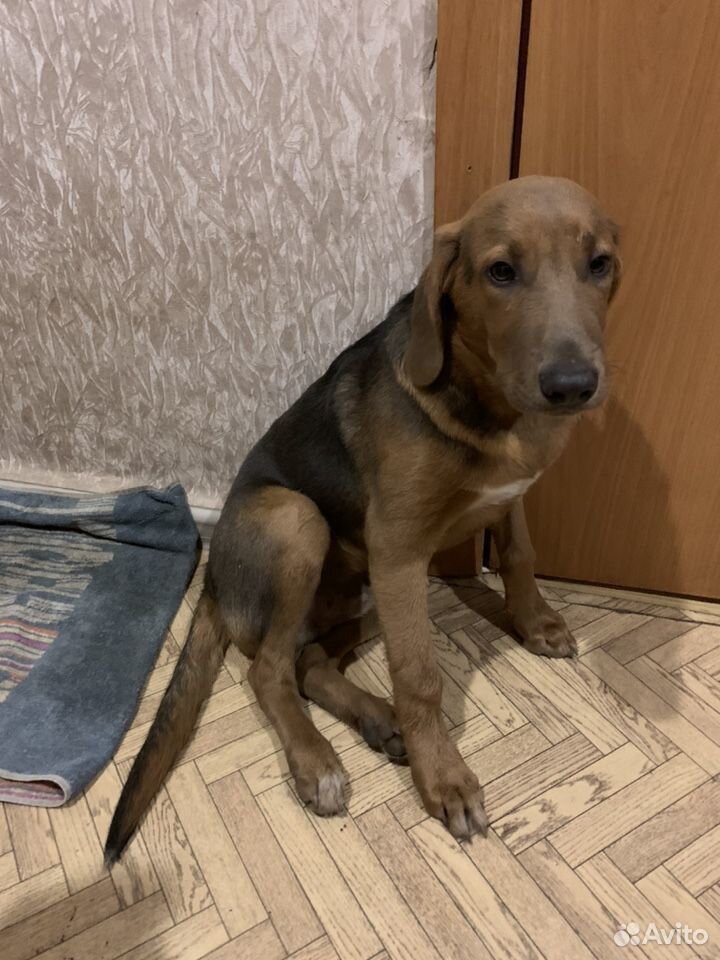 Щенок в добрые руки