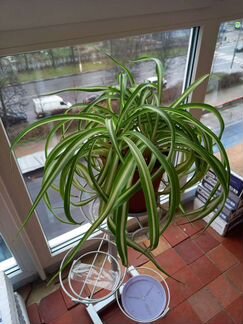 Хлорофитум Бонни