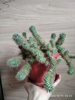 Алоэ, комнатные растения