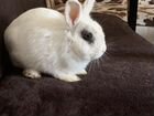 Домашний кролик объявление продам